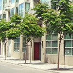 Street Trees