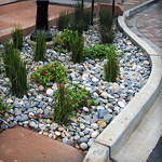 Bioretention (Rain Gardens)