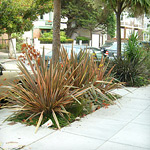 Sidewalk Landscaping